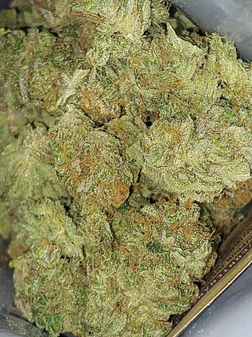 Oreoz USA. Week 15