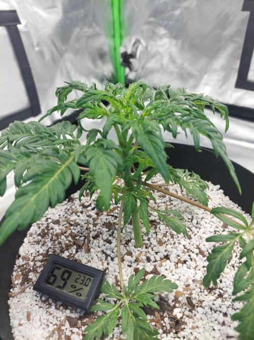 Frostys Auto Freak Test 12/12. Week 6