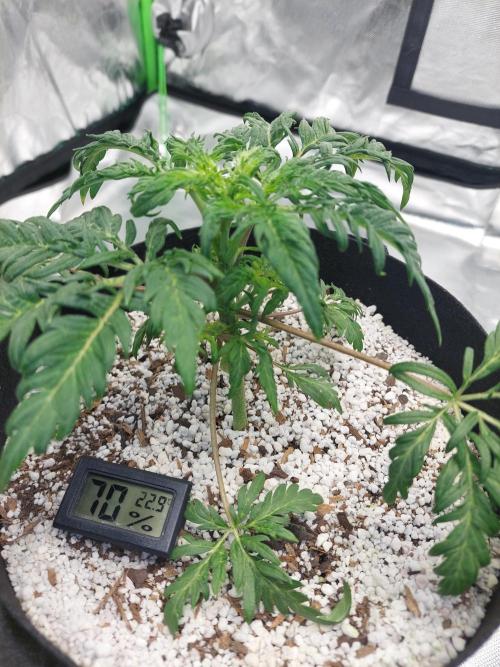 Frostys Auto Freak Test 12/12. Week 6