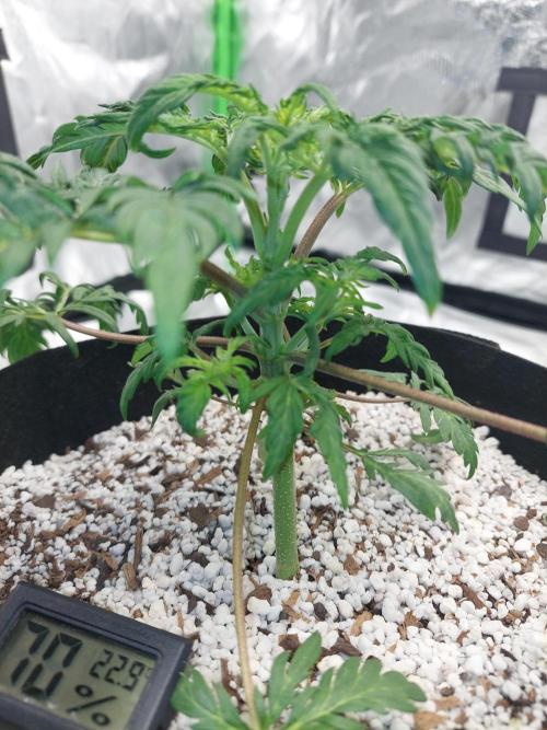 Frostys Auto Freak Test 12/12. Week 6