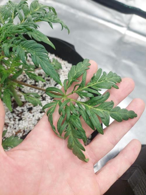 Frostys Auto Freak Test 12/12. Week 6