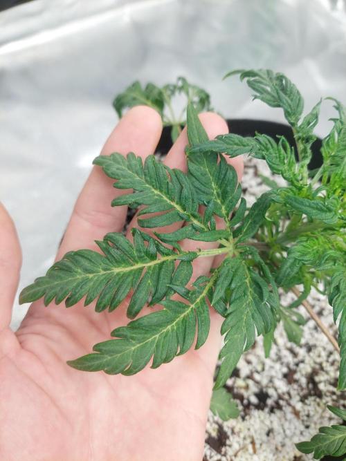 Frostys Auto Freak Test 12/12. Week 6