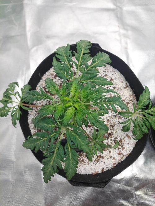 Frostys Auto Freak Test 12/12. Week 6