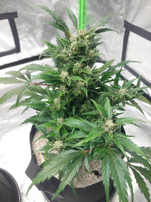 Blue dream automatic 12/12 from seed. Week 11