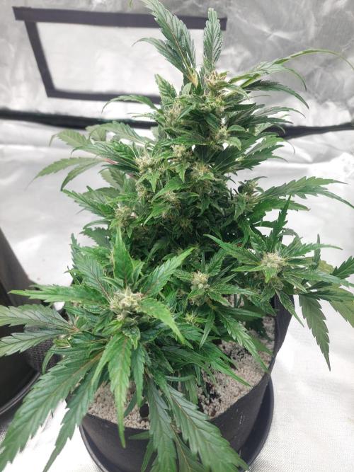 Blue dream automatic 12/12 from seed. Week 11
