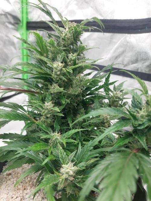 Blue dream automatic 12/12 from seed. Week 11