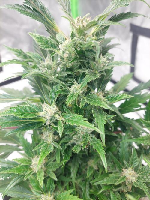 Blue dream automatic 12/12 from seed. Week 11