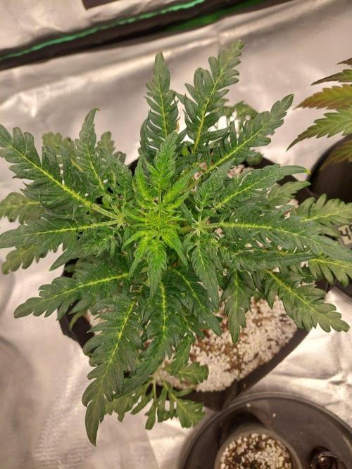 Frostys Auto Freak Test 12/12. Week 7