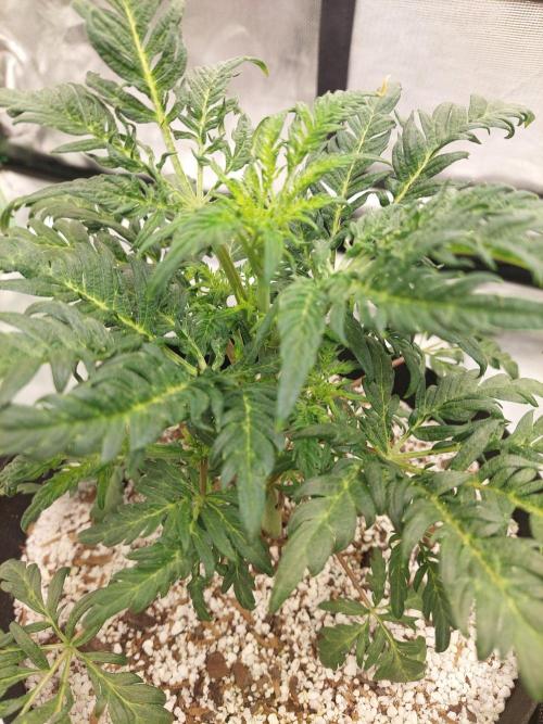 Frostys Auto Freak Test 12/12. Week 7