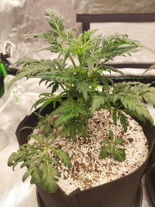 Frostys Auto Freak Test 12/12. Week 7
