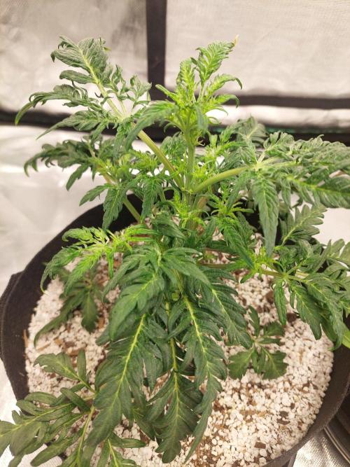 Frostys Auto Freak Test 12/12. Week 7