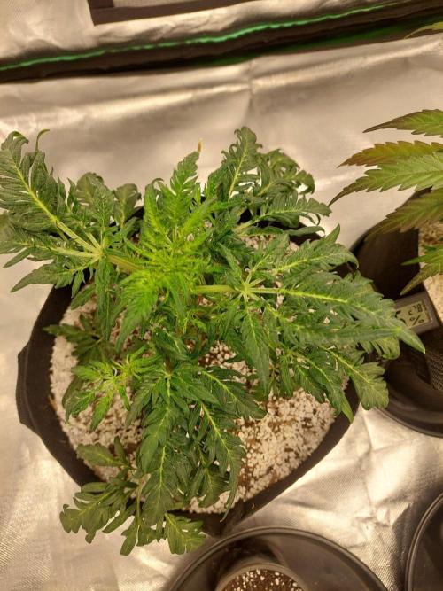 Frostys Auto Freak Test 12/12. Week 7
