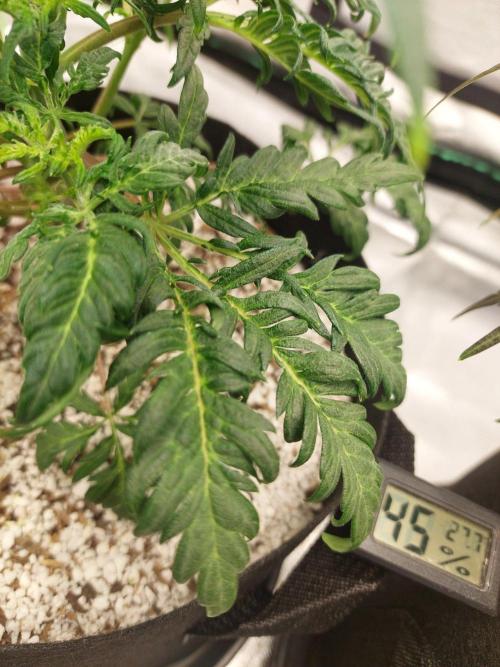Frostys Auto Freak Test 12/12. Week 7