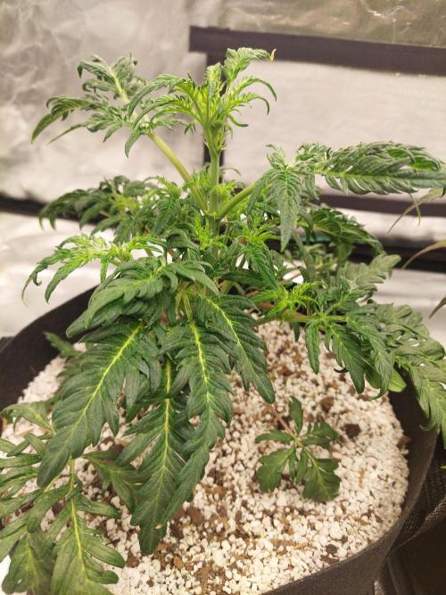 Frostys Auto Freak Test 12/12. Week 7