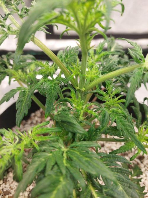 Frostys Auto Freak Test 12/12. Week 7