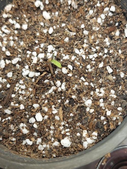Clementine Slush Bioboost. Week 1