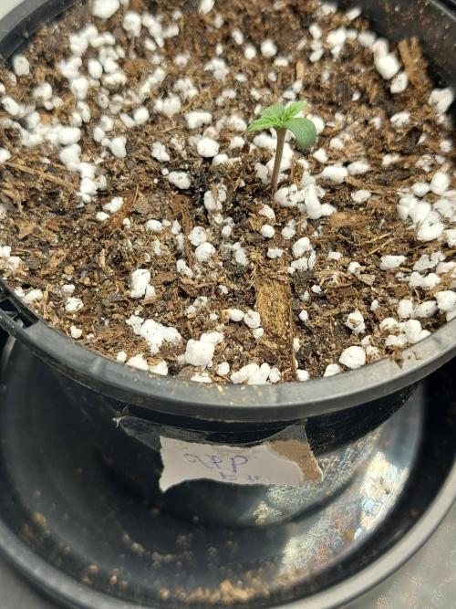 Apple and bananas. Week 1