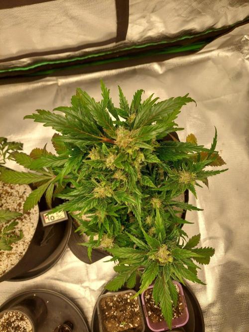Blue dream automatic 12/12 from seed. Week 12