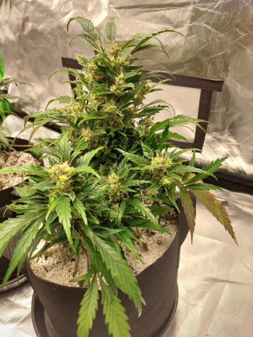 Blue dream automatic 12/12 from seed. Week 12