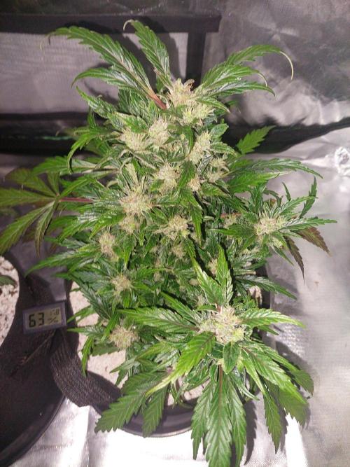 Blue dream automatic 12/12 from seed. Week 12