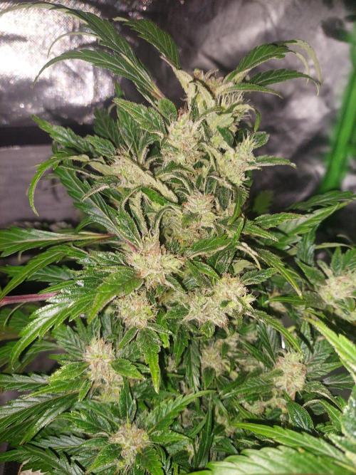 Blue dream automatic 12/12 from seed. Week 12