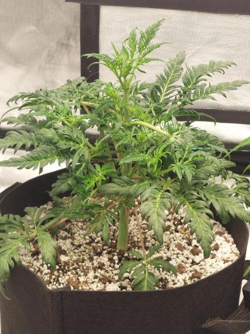 Frosty's Auto Freak. Week 7