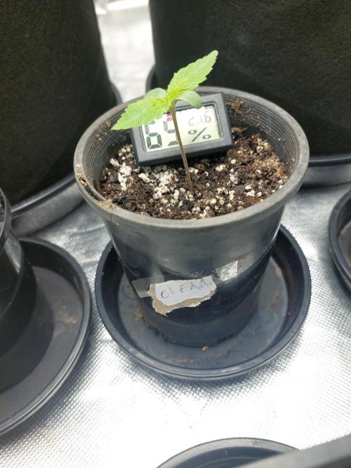 Clementine slush bio boost. Week 2