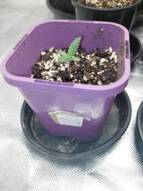 Orange sour diesel ⛽️. Week 2