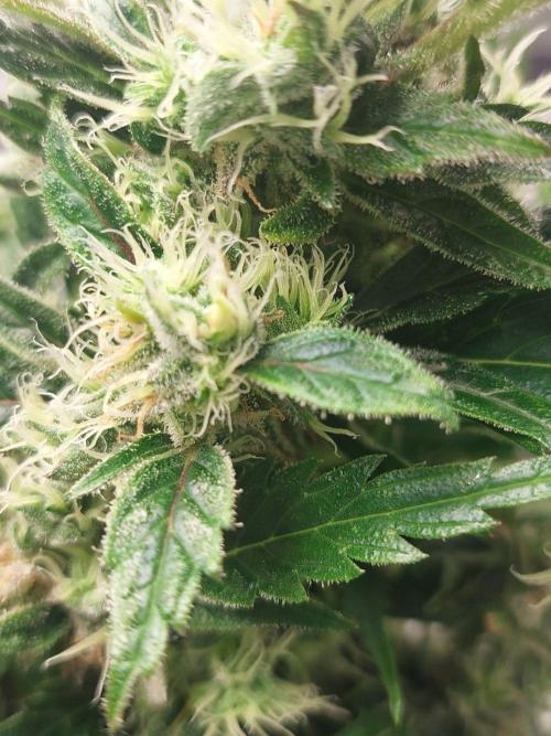 Blue dream automatic 12/12 from seed. Week 13