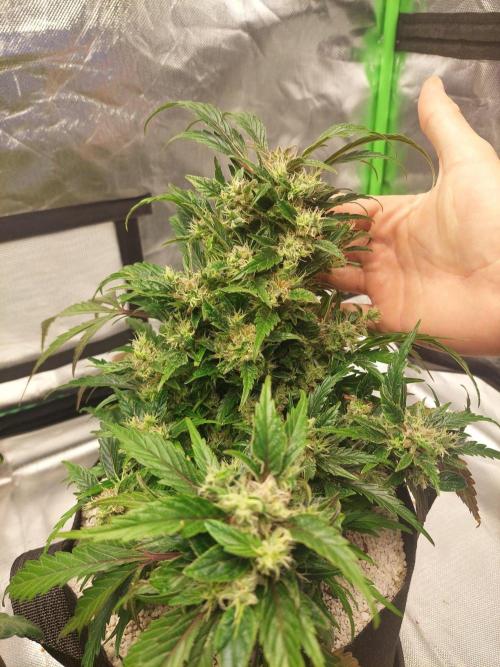 Blue dream automatic 12/12 from seed. Week 13