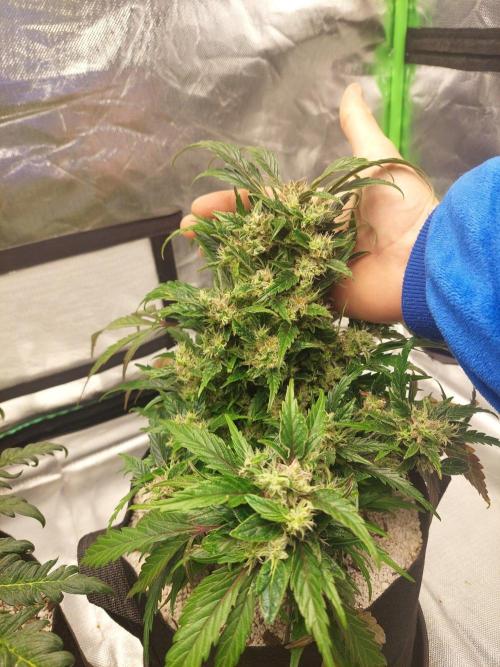 Blue dream automatic 12/12 from seed. Week 13