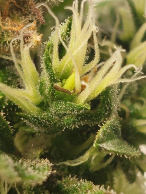 Blue dream automatic 12/12 from seed. Week 13