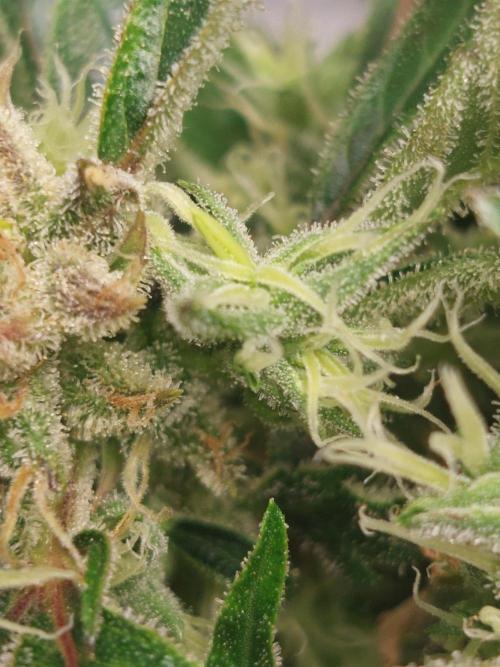 Blue dream automatic 12/12 from seed. Week 13