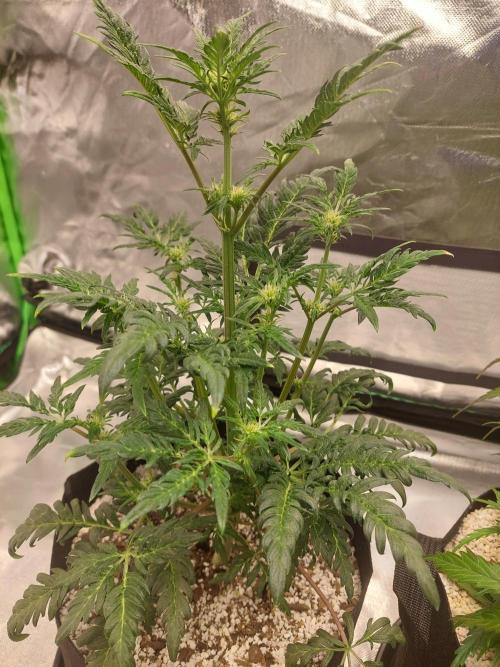Frostys Auto Freak Test 12/12. Week 8