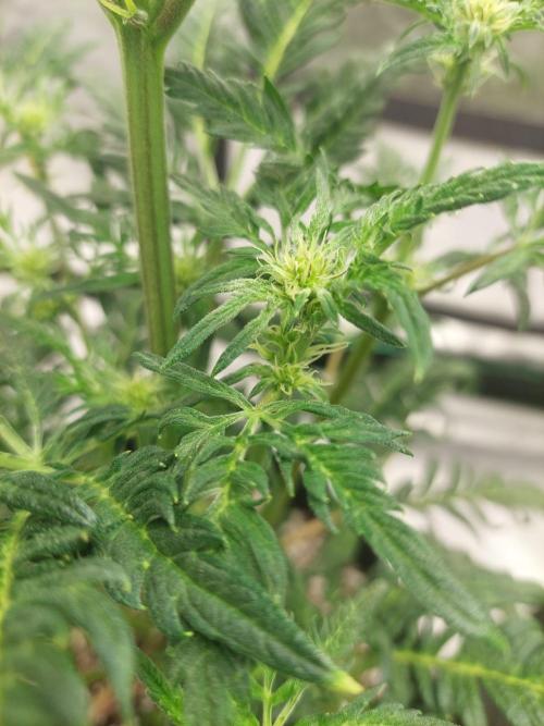 Frostys Auto Freak Test 12/12. Week 8