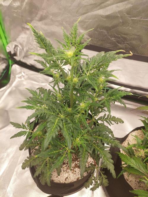 Frostys Auto Freak Test 12/12. Week 8