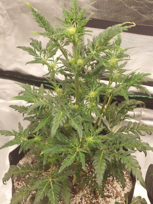 Frostys Auto Freak Test 12/12. Week 8