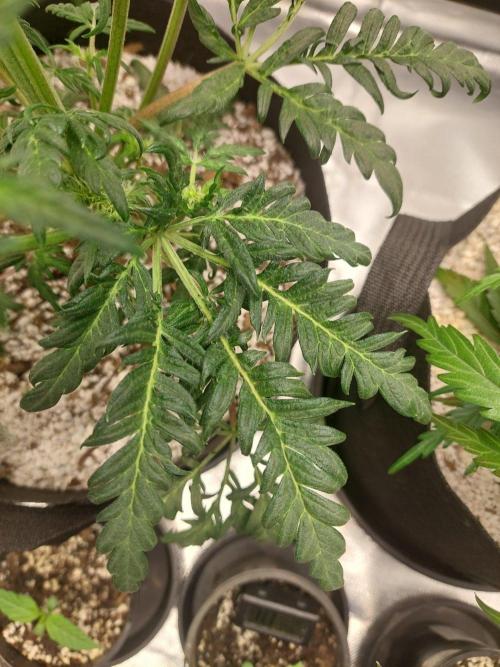 Frostys Auto Freak Test 12/12. Week 8