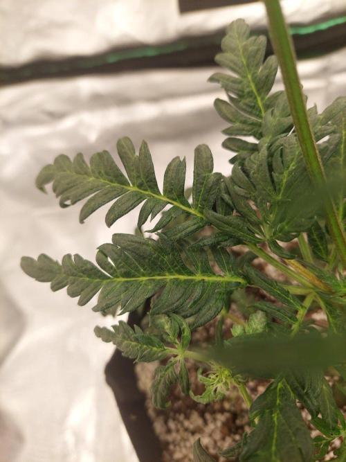 Frostys Auto Freak Test 12/12. Week 8