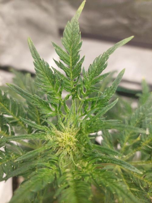 Frostys Auto Freak Test 12/12. Week 8