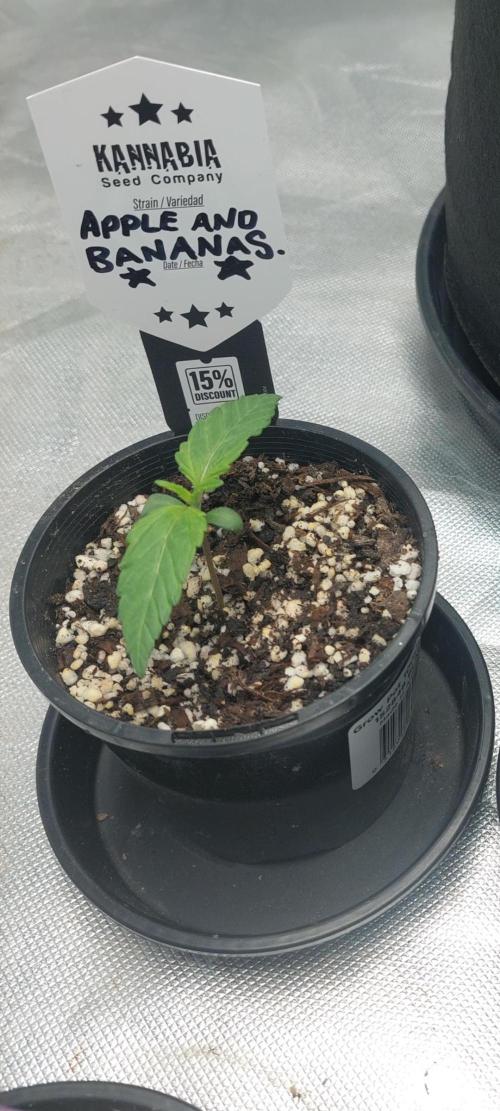Apple and bananas. Week 2