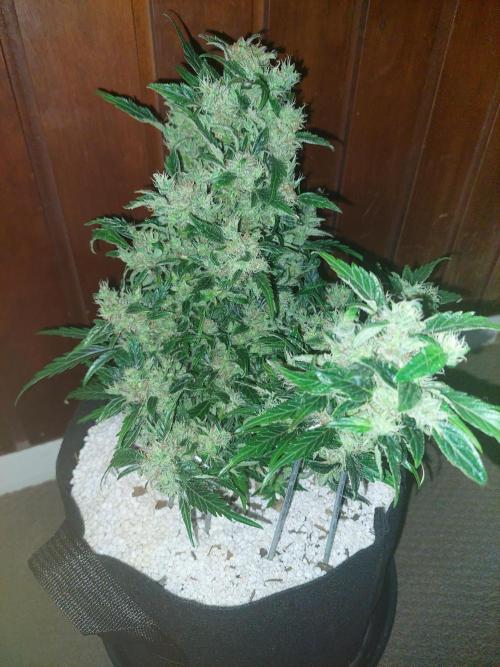 Blue dream automatic 12/12 from seed. Week 13