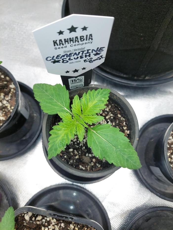 Clementine slush bio boost. Week 3