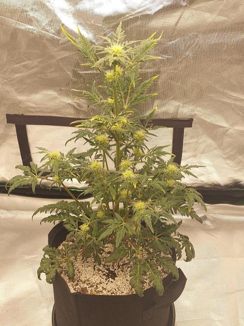 Frostys Auto Freak Test 12/12. Week 9