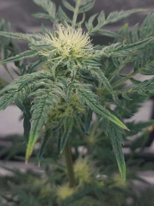 Frostys Auto Freak Test 12/12. Week 9