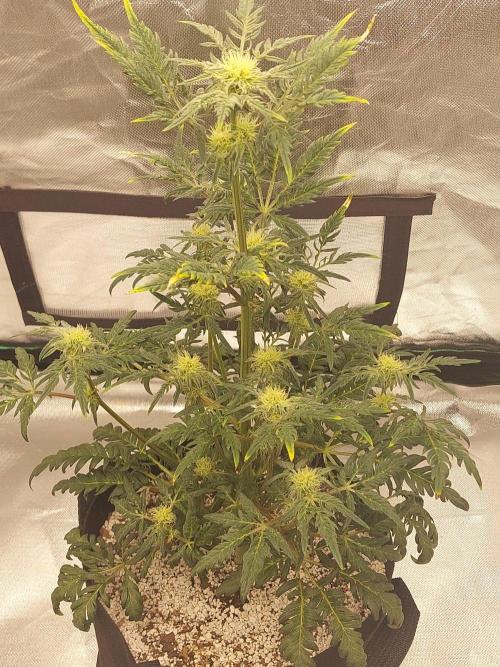 Frostys Auto Freak Test 12/12. Week 9