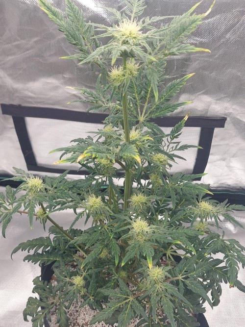 Frostys Auto Freak Test 12/12. Week 9