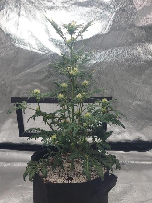 Frostys Auto Freak Test 12/12. Week 9