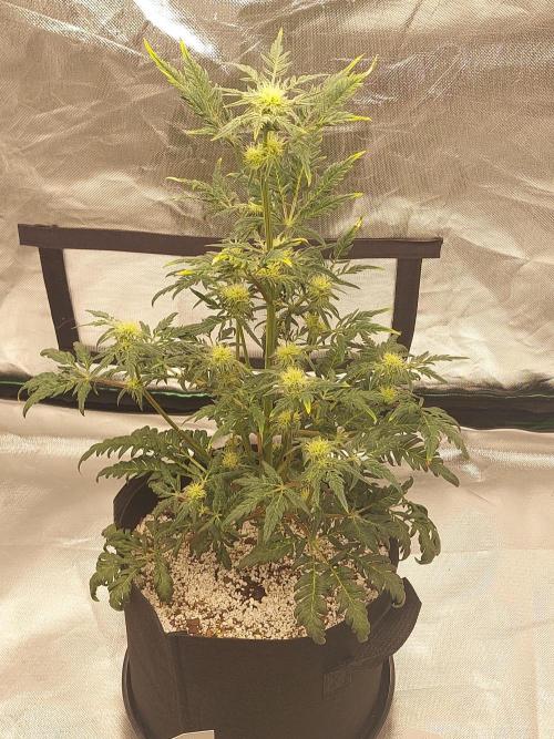 Frostys Auto Freak Test 12/12. Week 9