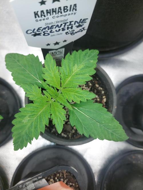 Clementine slush bio boost. Week 3